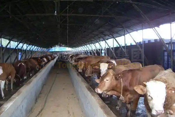 5000頭養牛場的牛糞怎么處理?養殖場牛糞怎樣發酵有機肥?