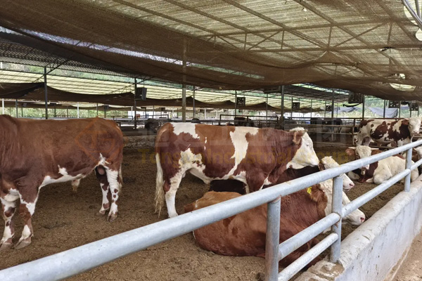 養(yǎng)牛的牛糞怎么處理?小型牛糞有機(jī)肥生產(chǎn)線多少錢?