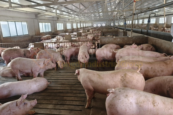 養豬場豬糞處理加工成有機肥投資成本多少?整條有機肥生產線回報利潤有多少?