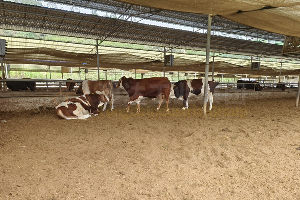 牛糞和秸稈怎么加工有機(jī)肥料?牛糞秸稈有機(jī)肥生產(chǎn)線設(shè)備有哪些?