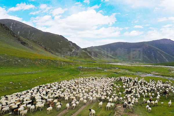 10000頭羊用什么有機(jī)肥加工設(shè)備?一萬只羊養(yǎng)殖場用什么型號有機(jī)肥設(shè)備好?