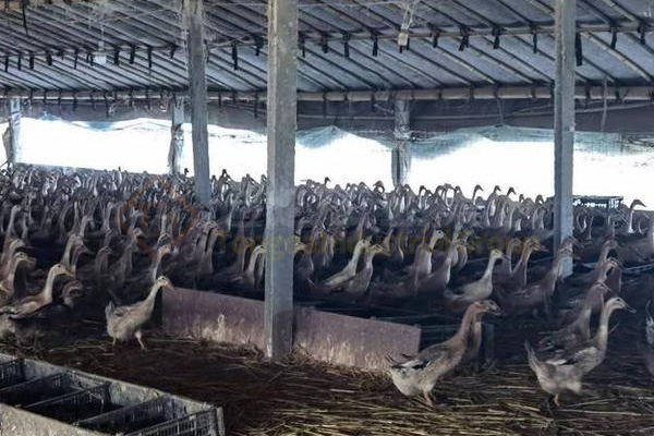  養(yǎng)殖又出新政策!種養(yǎng)結(jié)合成為補貼熱點!