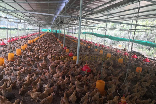 雞糞加工做成有機肥,雞糞賣出雞蛋價