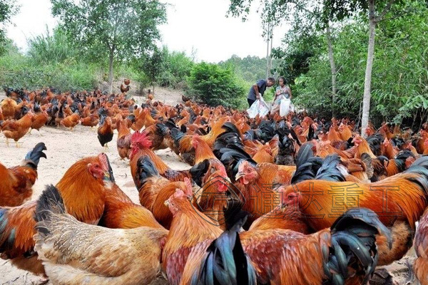 上一條雞糞有機肥生產線多少錢?處理1噸雞糞有機肥企業得到多少利潤?